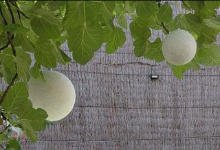 Bolas Navideñas o decorativas