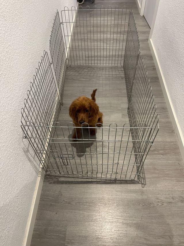 Parque para mascotas metálico