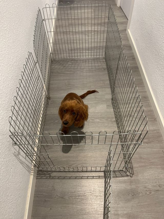 Parque para mascotas metálico