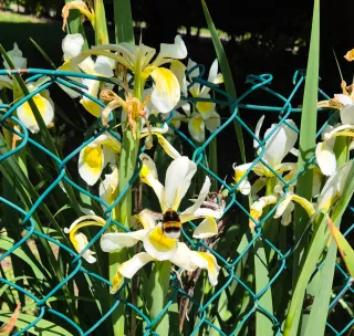 60 Semi Iris Bianco Giallo