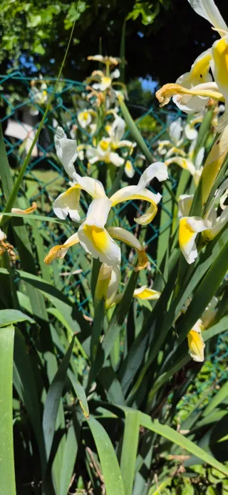 60 Semi Iris Bianco Giallo