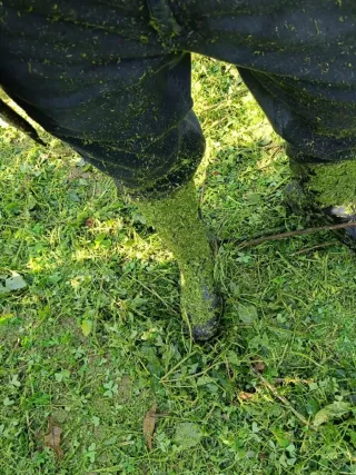 Servicio de desbroce y mantenimiento de fincas