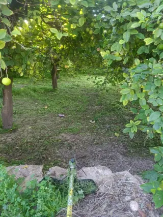 Limpieza de parcelas