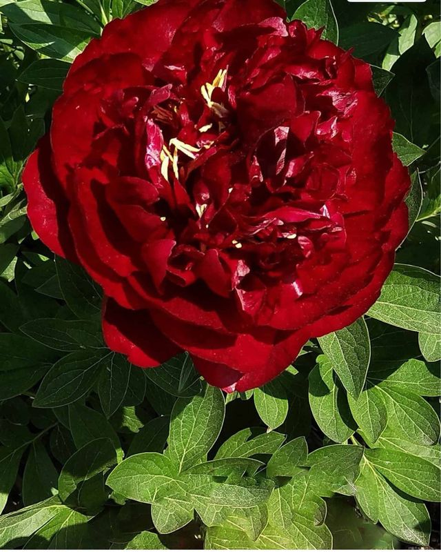 Pianta di Peonia Buckeye Belle