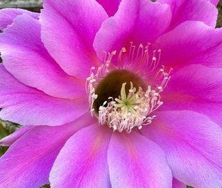 Echinopsis SP333 Ibrido