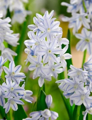 10 bulbi Puschkinia Libanotica - Scilla