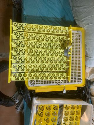 Incubadora Codornices y Gallina Inglesa Amarilla