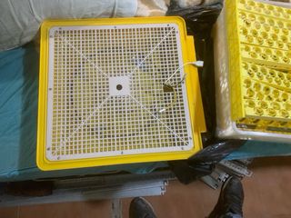 Incubadora Codornices y Gallina Inglesa Amarilla