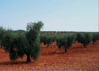 Se coge aceitunas con máquina vibradora.