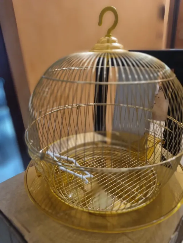 Gabbietta per uccellini dorata