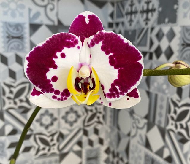 niñera, tareas del hogar,cuidado personas mayores