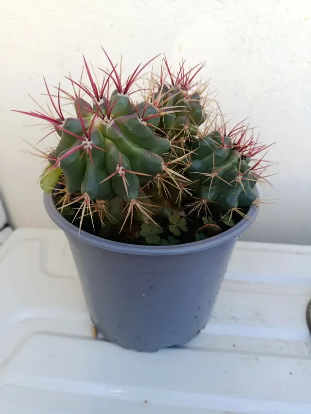 Cactus Biznaga Barril Delgada