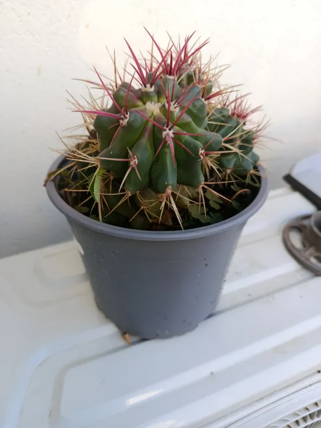 Cactus Biznaga Barril Delgada