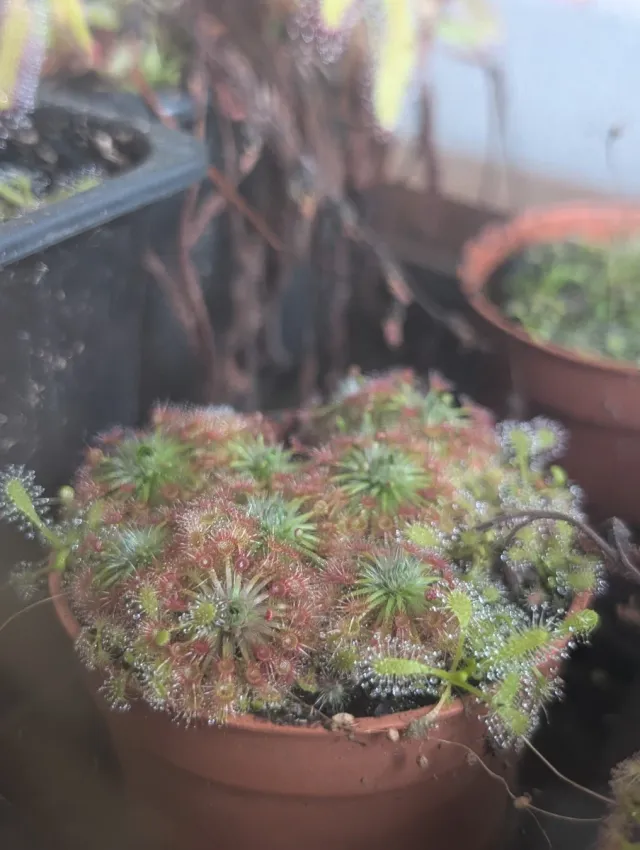 Drosera Pigmea - Gemas