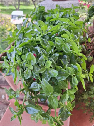 Talee Aptenia radicate