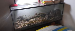 Insectario grande cristal terrario