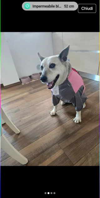 Impermeabile cane grigio e rosa