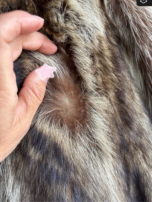 Abrigo de Mapache (Raccoon)Talla M