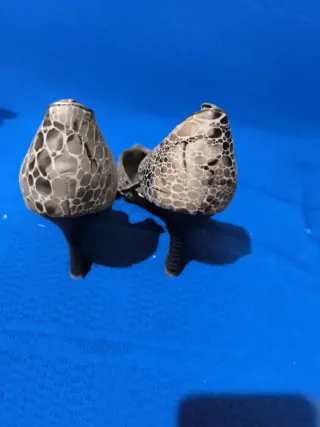 Zapatos de fiesta beige y grises