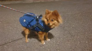 Cuidador de Mascotas