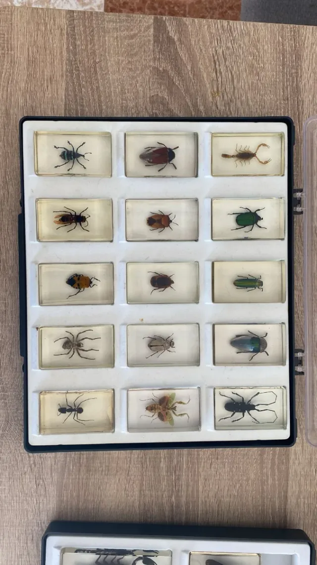 Colección insectos National geographic