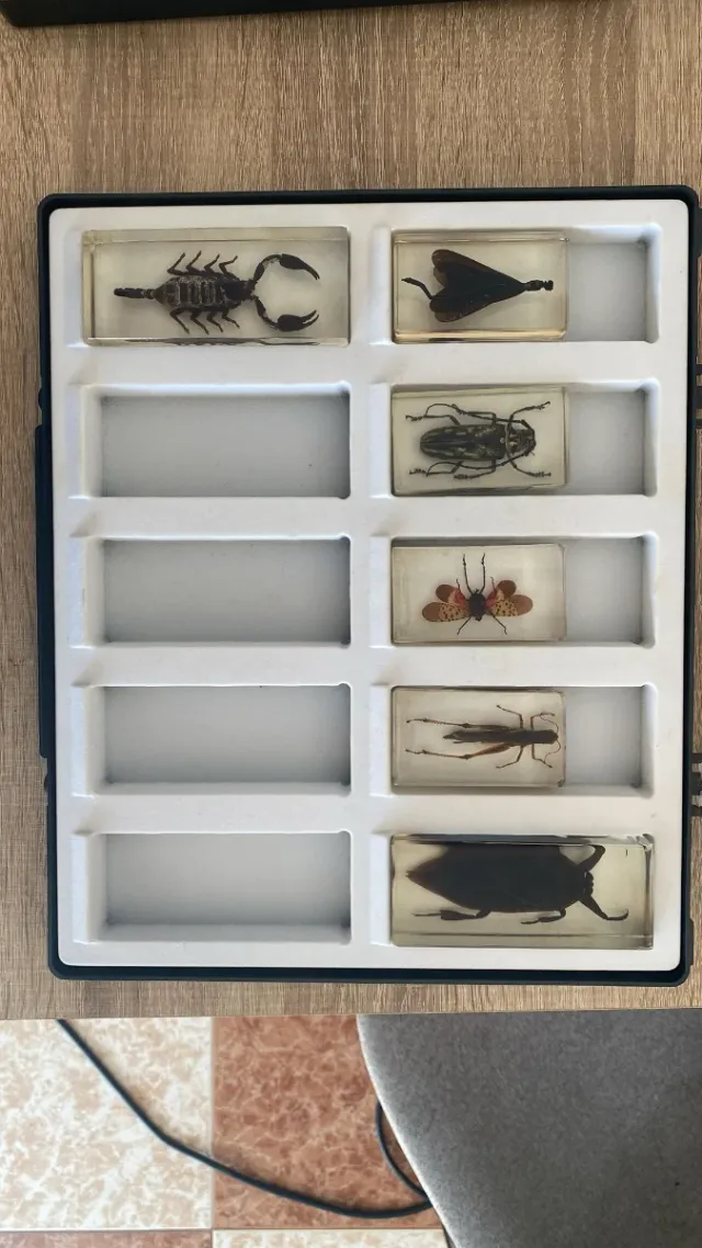 Colección insectos National geographic