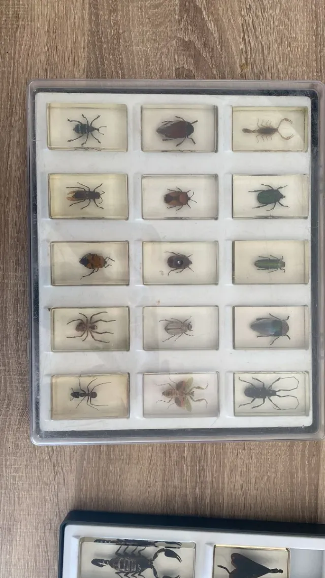 Colección insectos National geographic