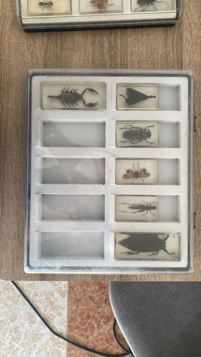 Colección insectos National geographic