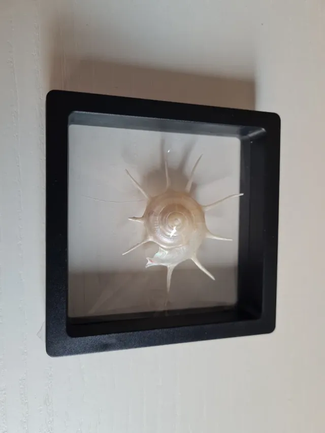 Caracola marina con púas