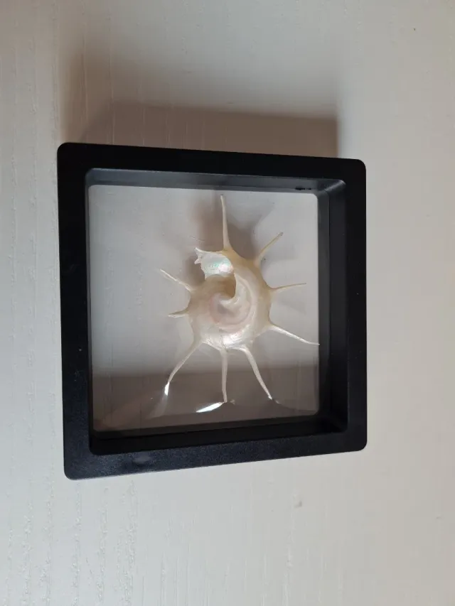 Caracola marina con púas