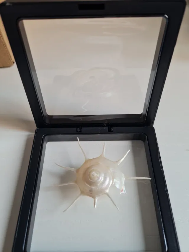 Caracola marina con púas