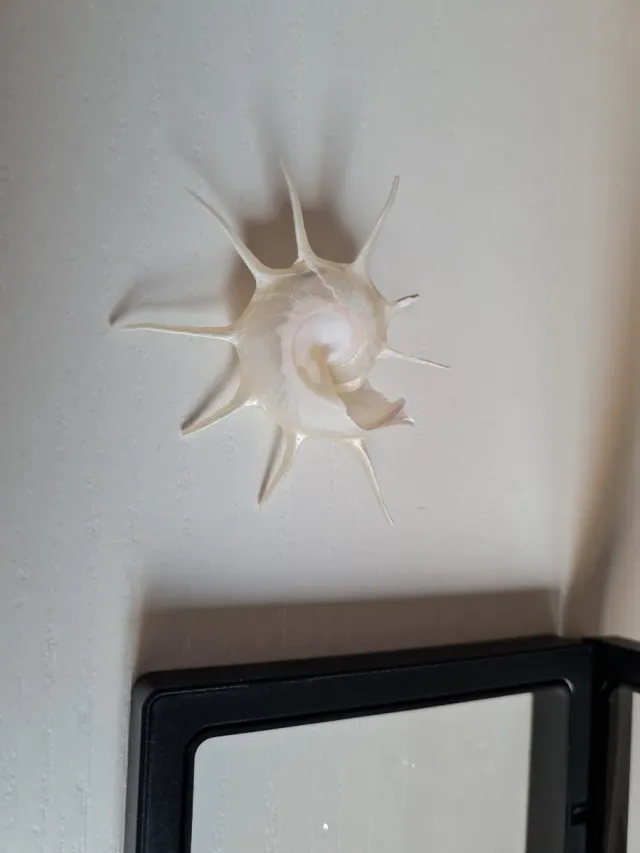 Caracola marina con púas