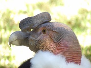 *con GARANTÍA* Kodak Pixpro AZ528 como nueva