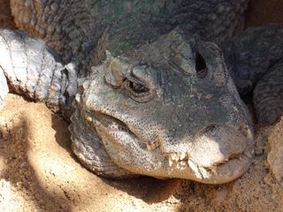 *con GARANTÍA* Kodak Pixpro AZ528 como nueva