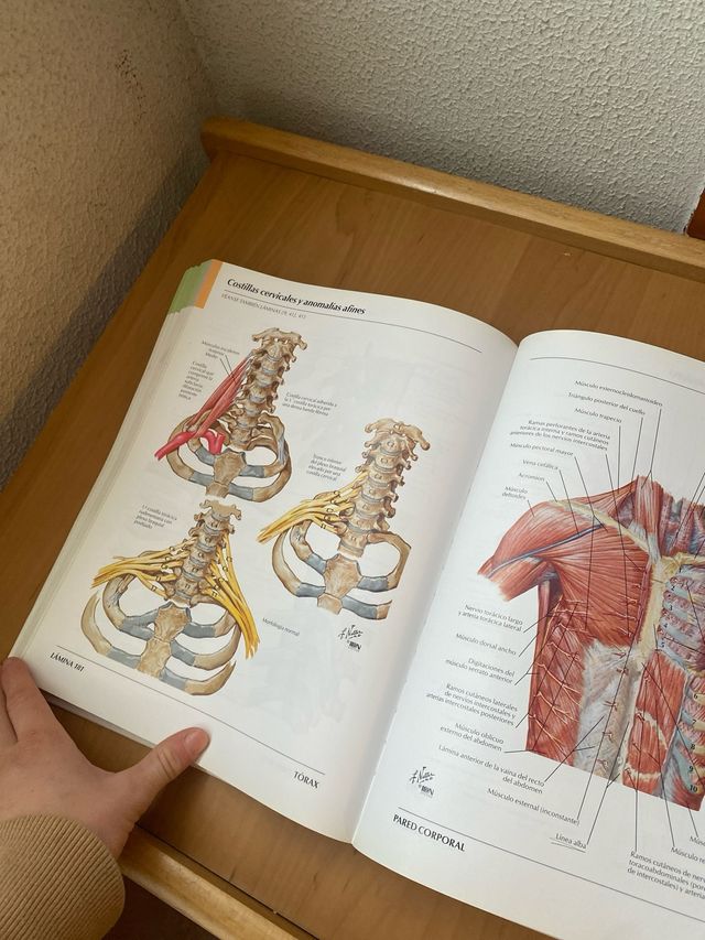 Atlas de Anatomia Humana (Spanish Edition) Netter