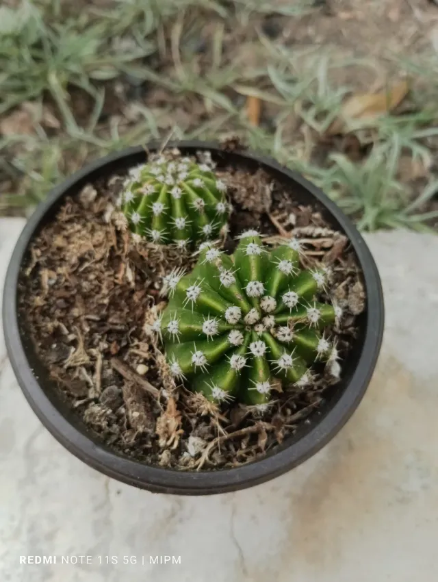 Mini cactus Echinopsis