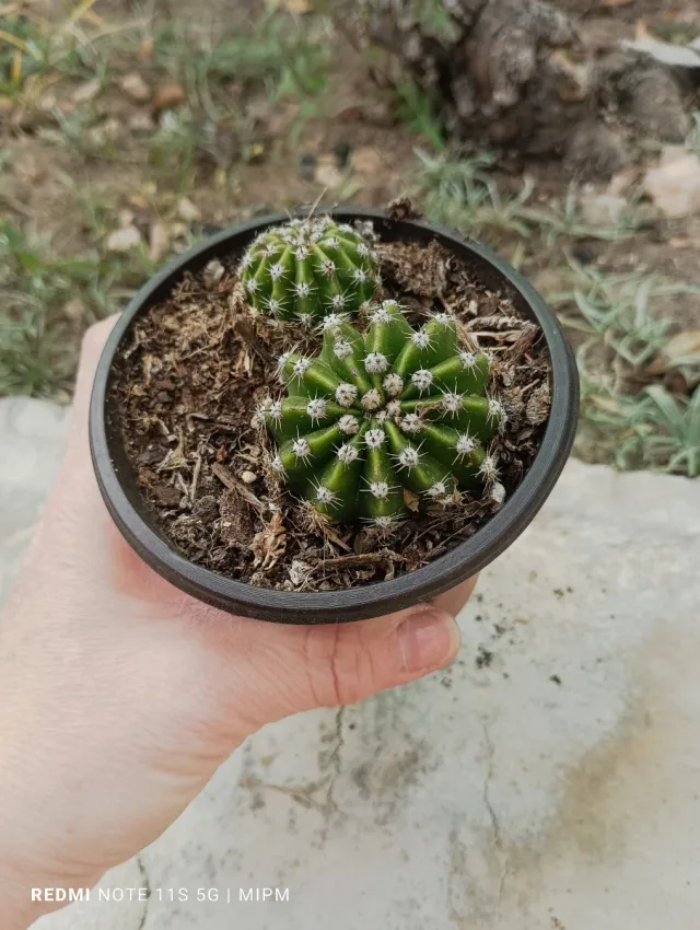 Mini cactus Echinopsis