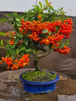 Bonsái Pyracantha con bayas rojas