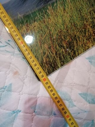 Cuadro Cristal Caballo Frison Negro