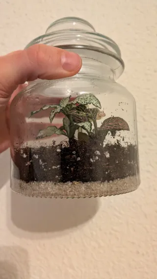 Terrario con plantas mini