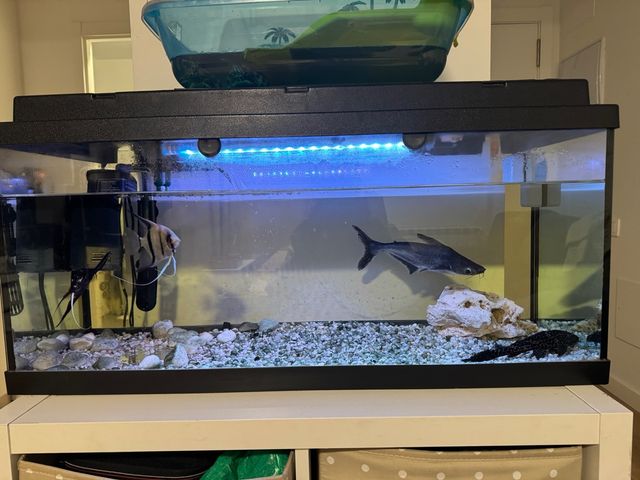 Acuario 100L Negro y Transparente