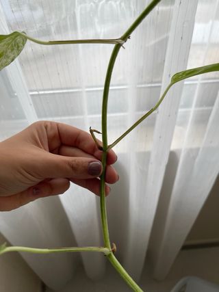 Epipremnum Pinnatum Marble Variegata