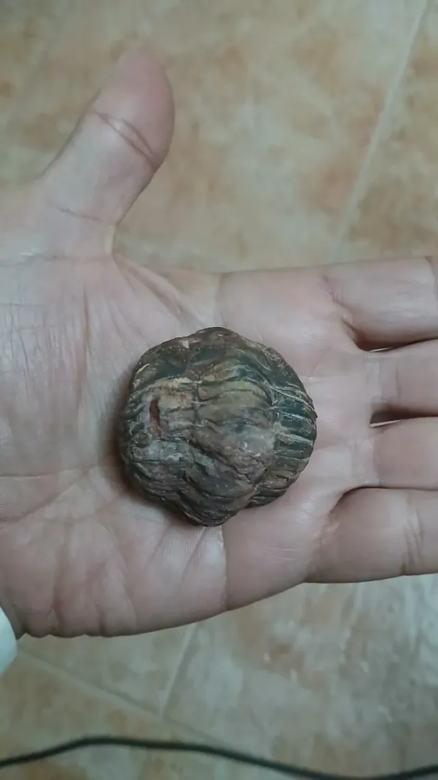 Trilobites de Montes de Toledo