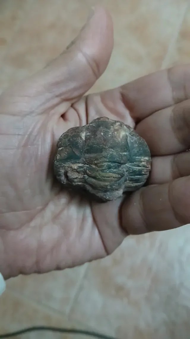 Trilobites de Montes de Toledo