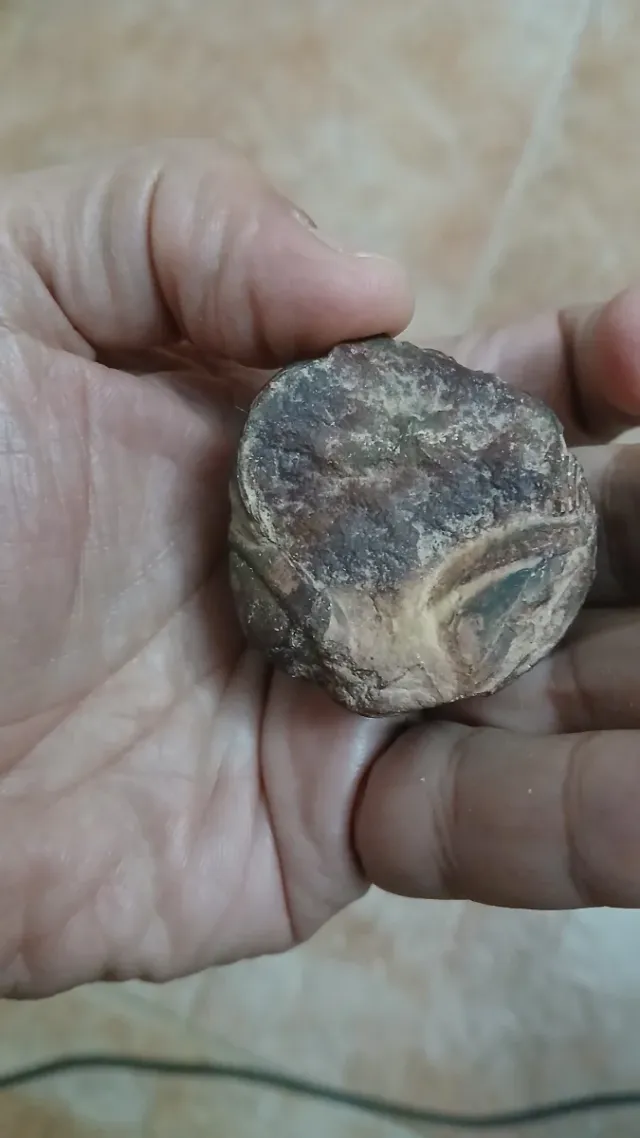 Trilobites de Montes de Toledo