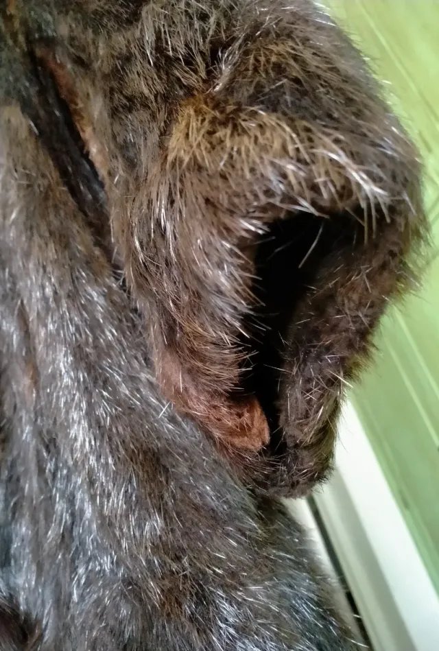 Abrigo de piel mujer