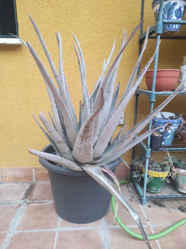 Planta Aloe Vera de varios años