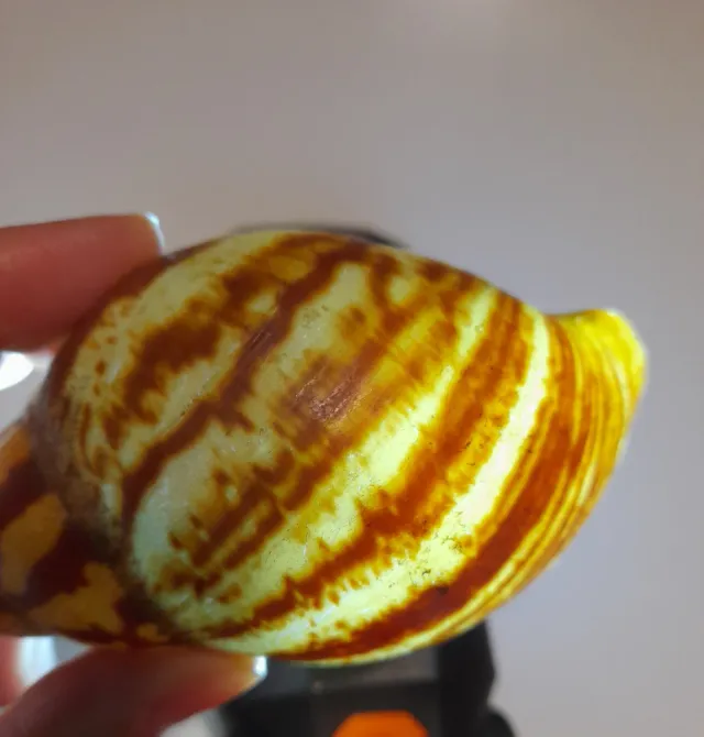 Guscio Chiocciola Africana Gigante