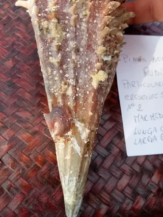 Pinna Nobilis Rudis - particol bivalva sul guscio