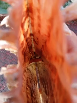 Pinna Nobilis Rudis - particol bivalva sul guscio